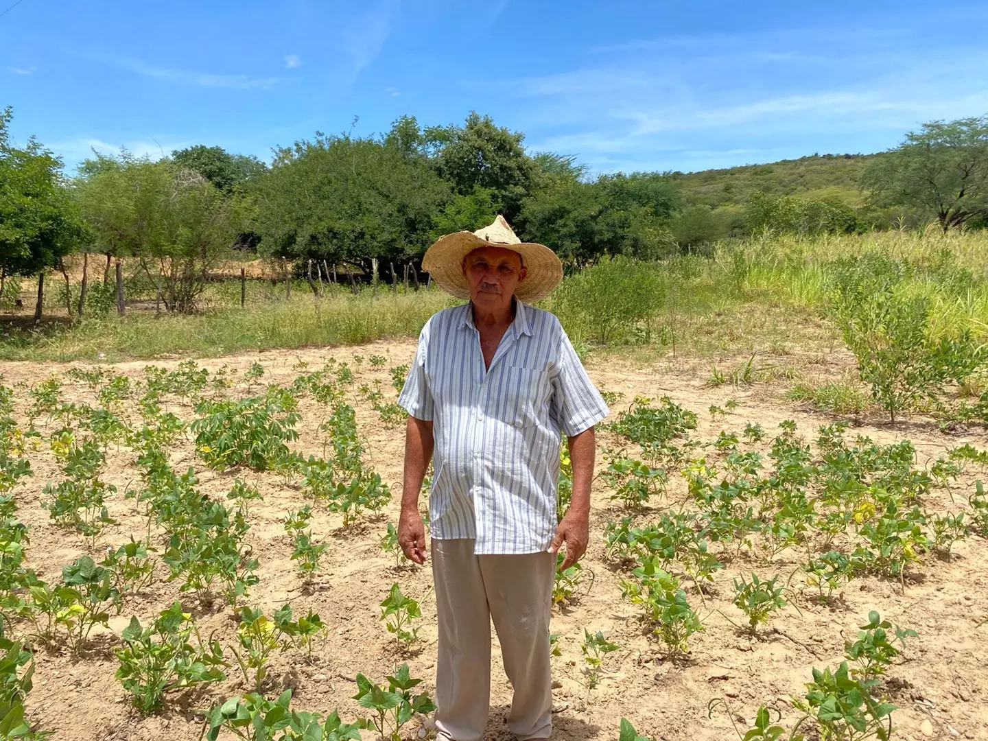Agricultores Registram perda de safra no munícipio de Trindade